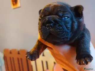 Franse Bulldog honden Prachtige Franse Bulldog pup met stamboom - Advertentie 3