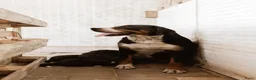 Berner Sennenhond honden te koop: Berner Sennen Pups in Overberg - Advertentie 8