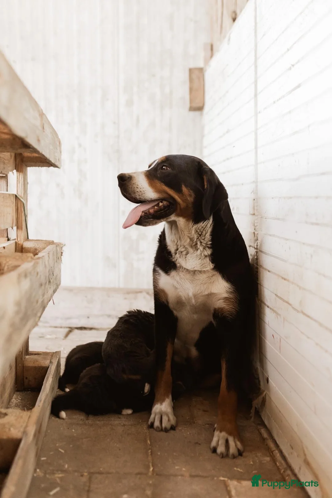 Berner Sennenhond honden te koop: Berner Sennen Pups in Overberg - Advertentie 8