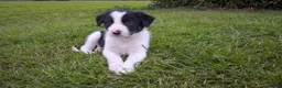 Border Collie honden te koop: Border collie puppy's in Oude Pekela - Advertentie 31