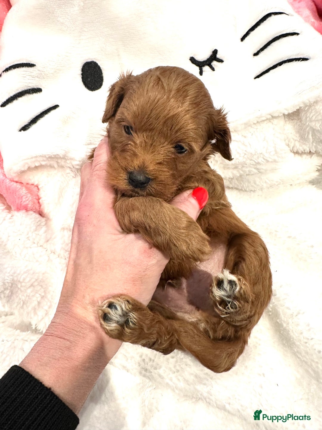 Maltipoo honden te koop: MALTIPOO pups te reserveren bijna 5 weken oud - Advertentie 4