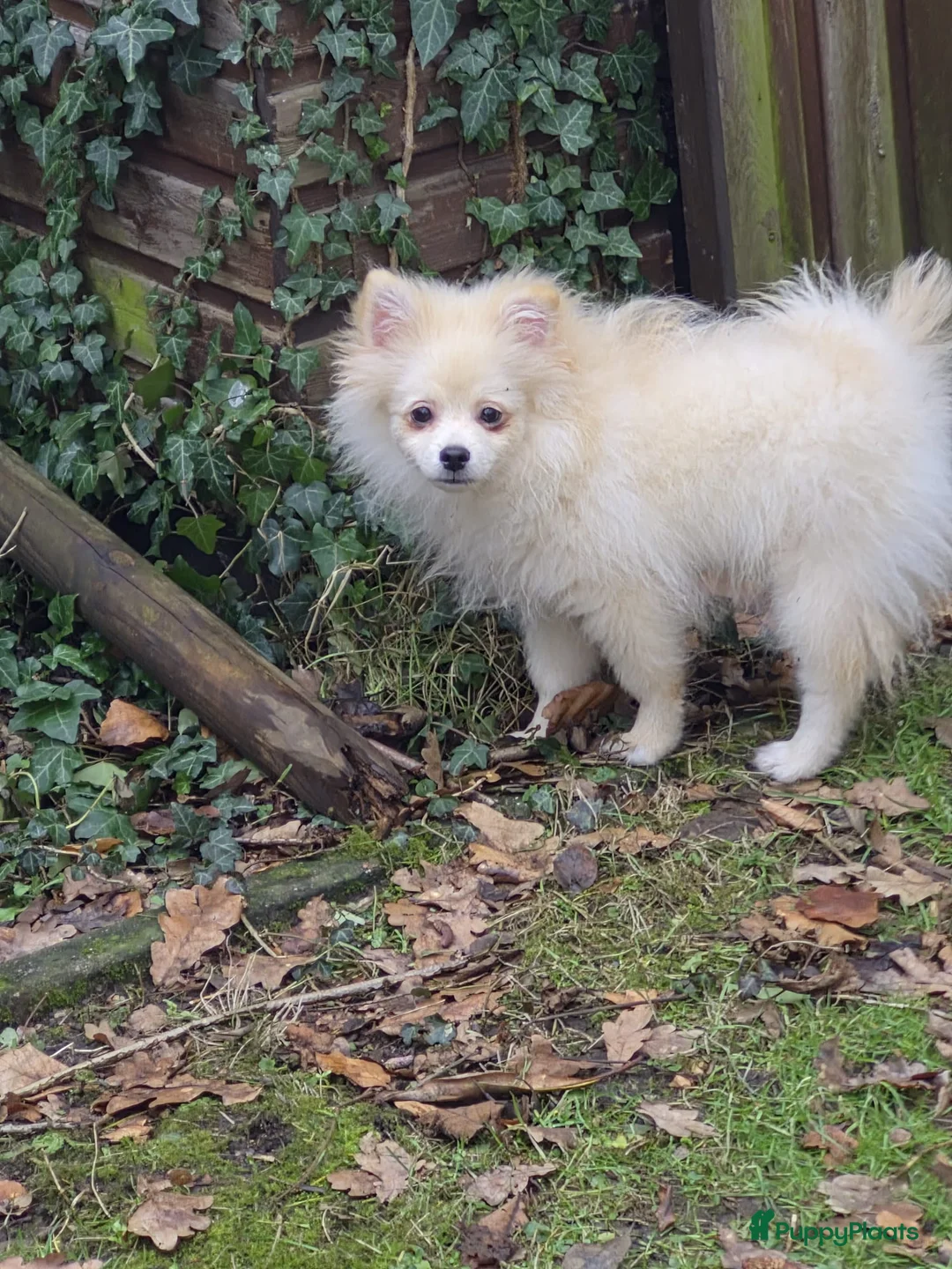 Pomeriaan honden te koop: VREUGDE VOOR ELKE ZORGZAME FAMILIE!!! - Advertentie 17