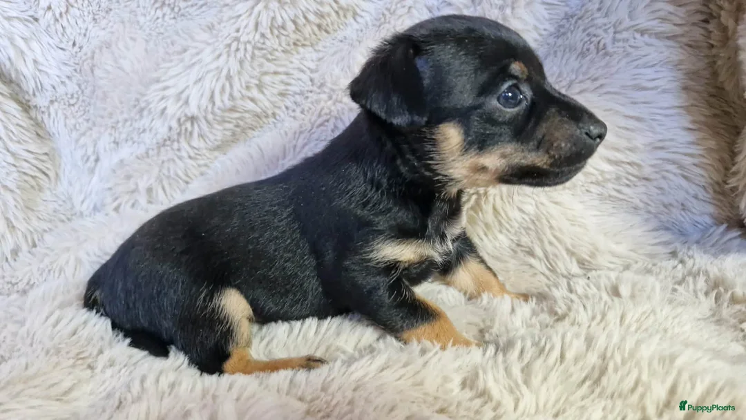 Jack Russel Terriër honden te koop: Super mooie jack russel pups - Advertentie 21