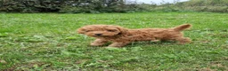 Poedel Toy honden te koop: Schattige toypoedel toy poedel pups 3 reutjes  - Advertentie 12