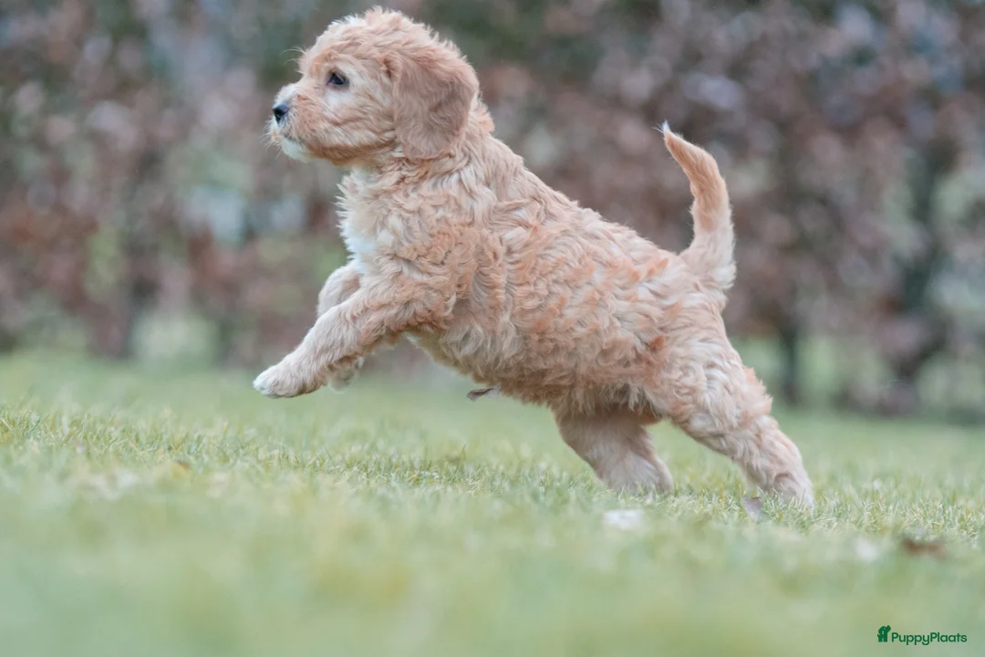 Labradoodle honden te koop: prachtige labradoodle x australian labradoodle - Advertentie 6