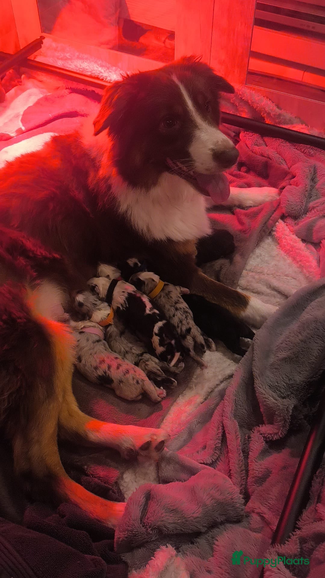 Australian Shepherd honden te koop: 🐾 Australian Shepherd pups – liefdevol nestje 🐾 - Advertentie 4