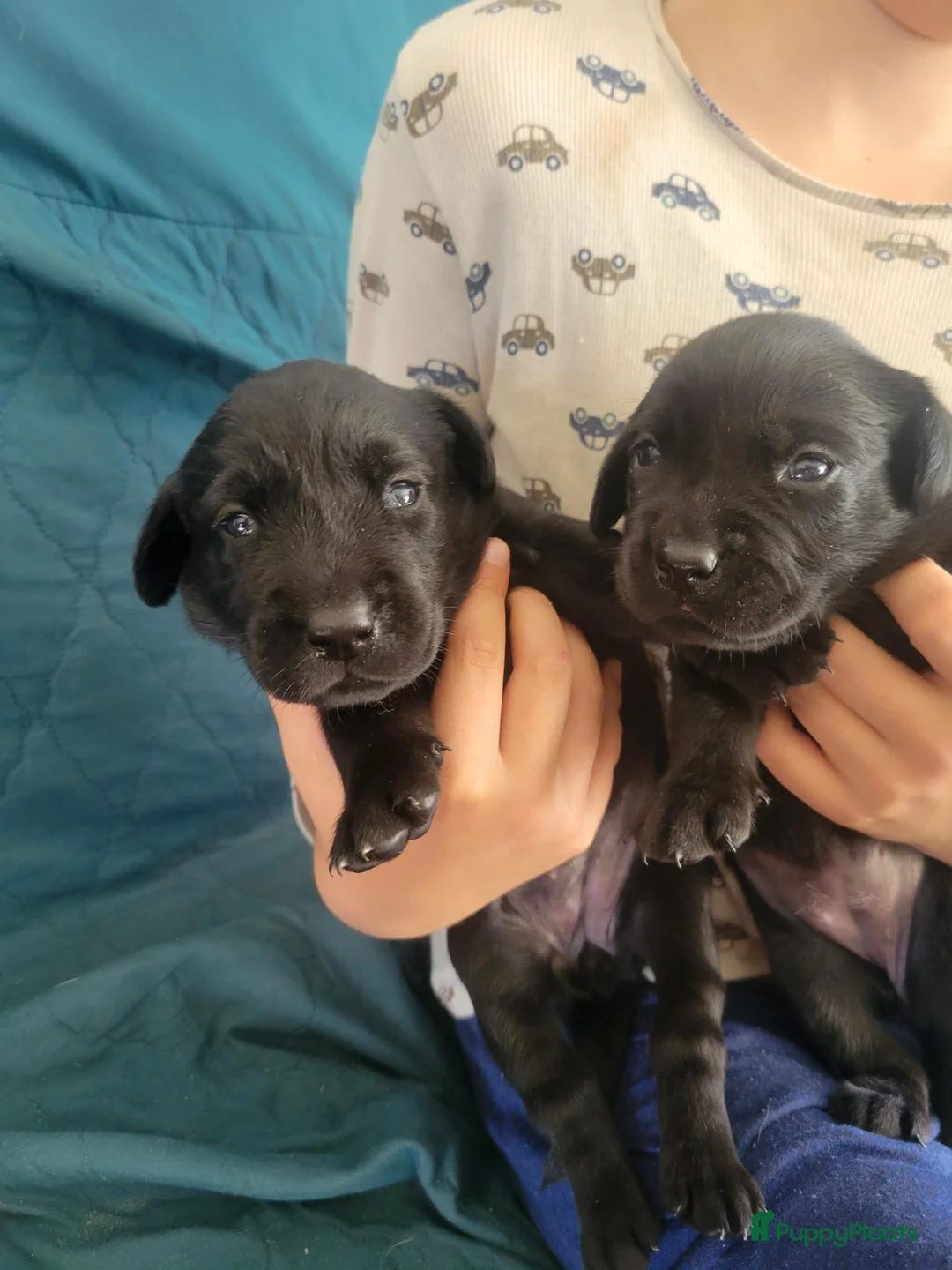 Labrador Retriever honden te koop: STAMBOOM ZWARTE FIELDTRIAL LABRADOR PUPS - Advertentie 1