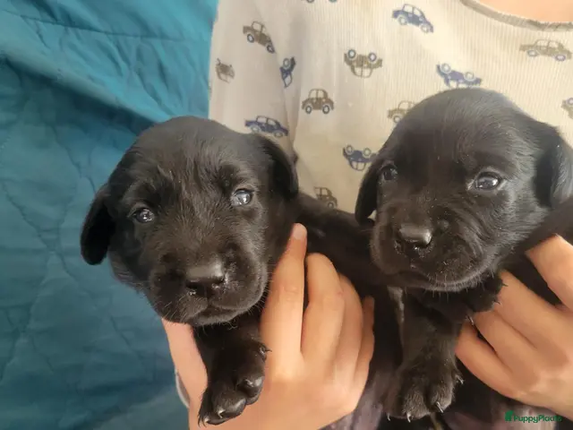 Labrador Retriever honden te koop: STAMBOOM ZWARTE FIELDTRIAL LABRADOR PUPS - Advertentie 1