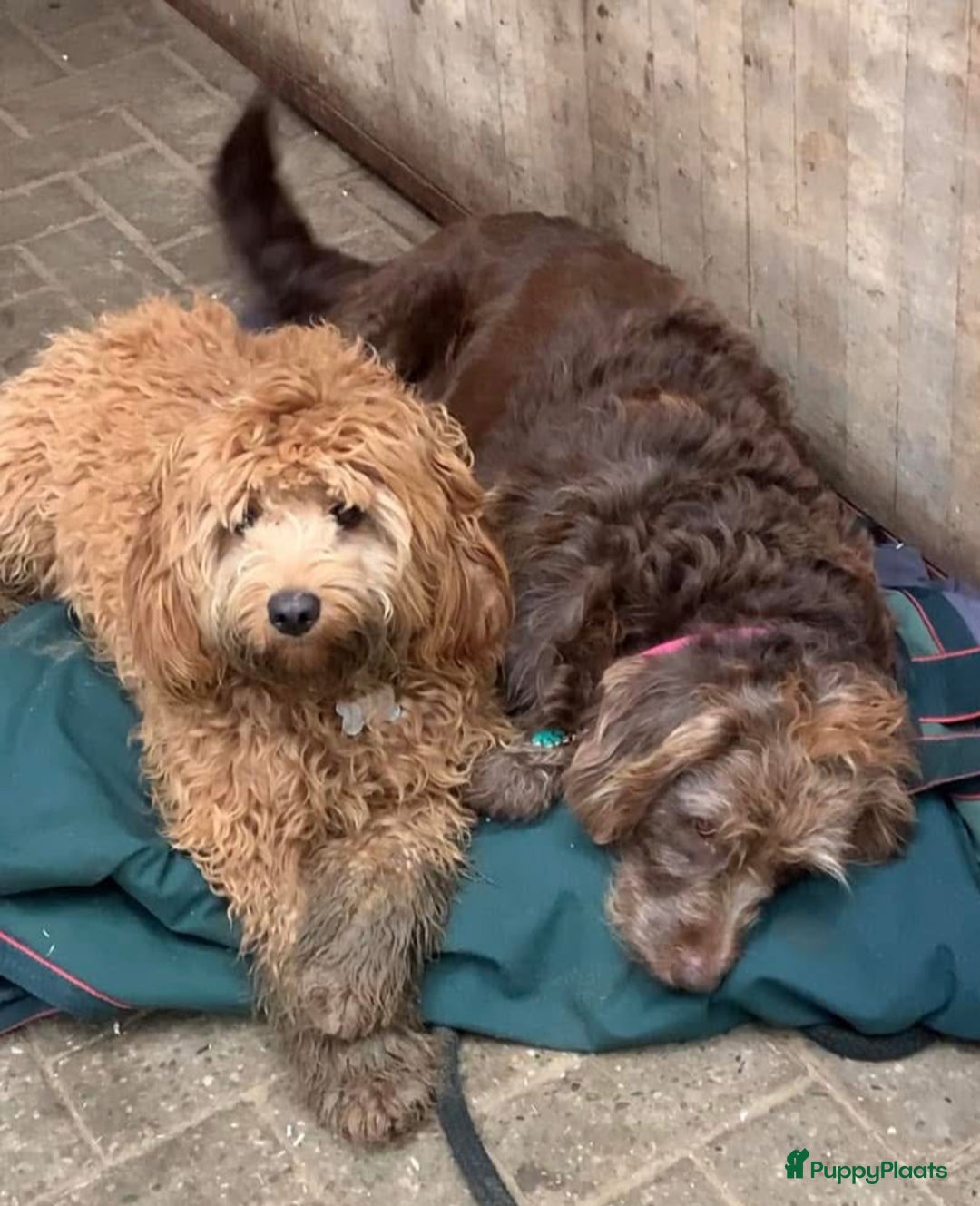 Labradoodle honden te koop: Kleine medium labradoodle F1 pups  - Advertentie 7