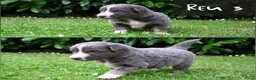 Australian Shepherd honden te koop: Australian Shepherd pups - Advertentie 9