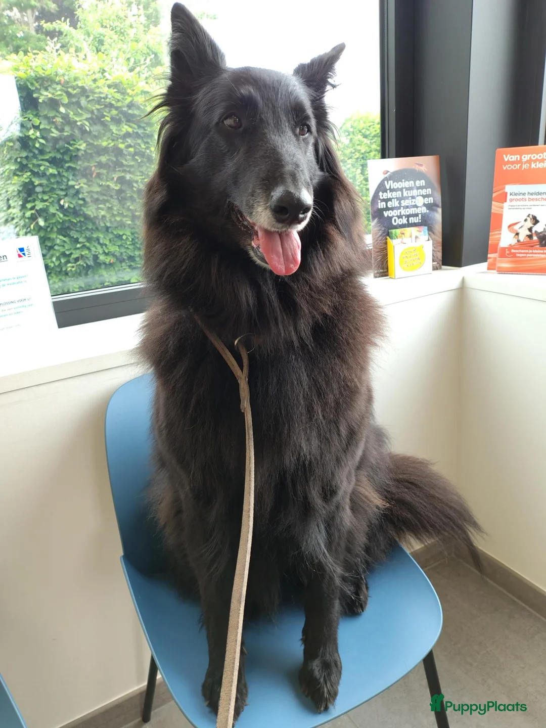 Groenendaeler honden te koop: Nog enkele teefjes beschikbaar in Hulst - Advertentie 1