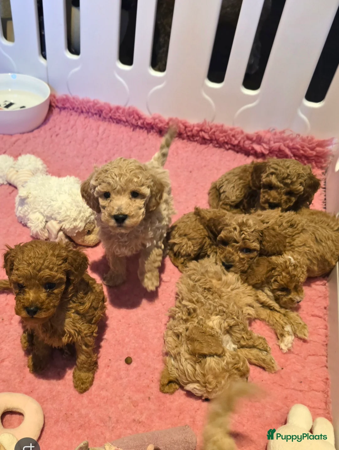 Maltipoo honden te koop: Mooie Maltipoo / toy poedel pup pups - Advertentie 12