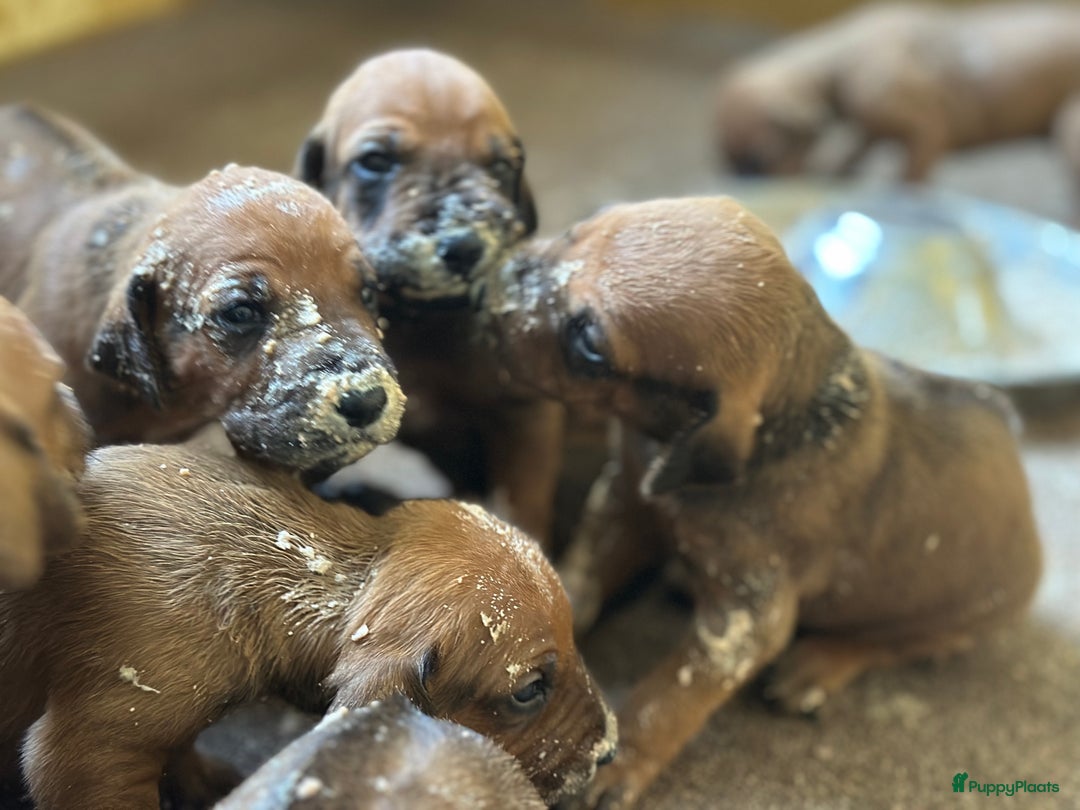 Rhodesian Ridgeback honden te koop: Prachtige en perfecte Rhodesian Ridgeback pups in Oosterbeek - Afbeelding 5