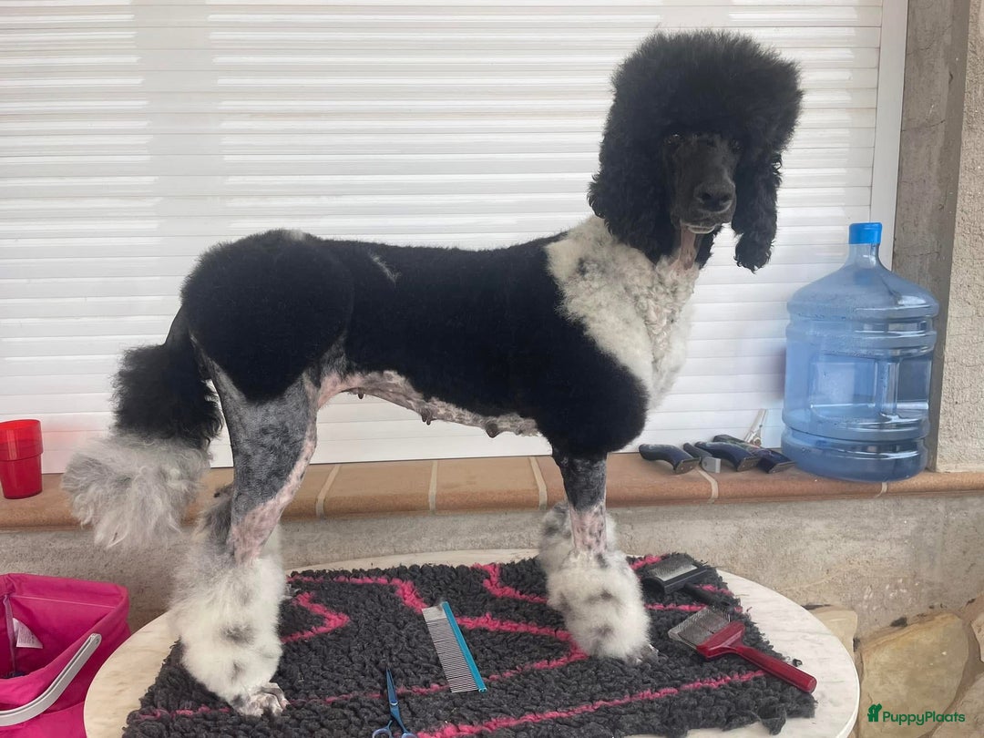 Poedel honden te koop: Prachtig mooi harlekijn koningspoedel teefje✨🐾 - Advertentie 12