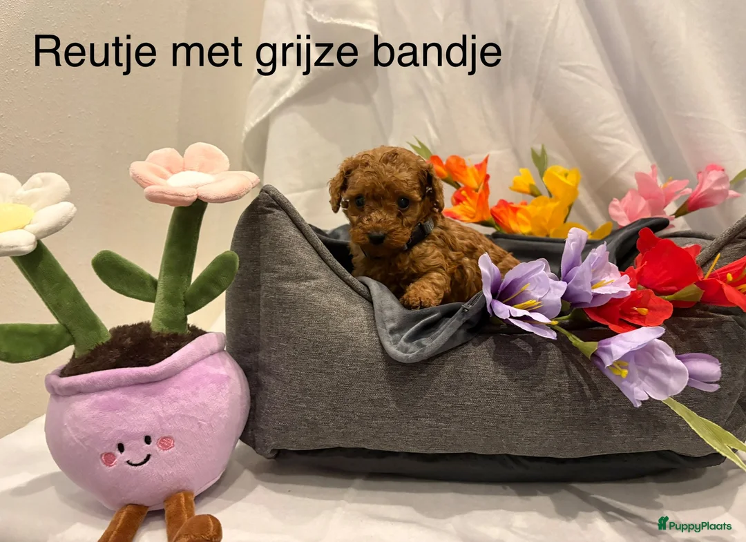 Poedel Toy honden te koop: Toy poedel puppy's - Advertentie 2
