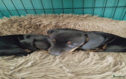 Teckel (korthaar)  honden te koop: Kortharige dwerg teckel  in Kesteren - Afbeelding 5