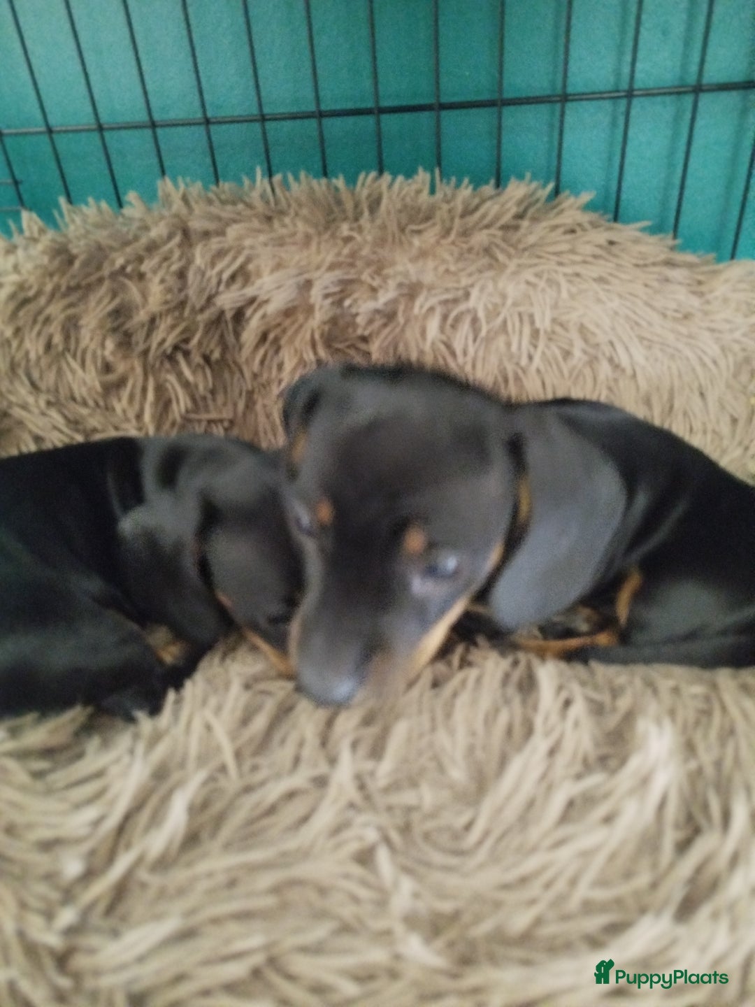 Teckel (korthaar)  honden te koop: Kortharige dwerg teckel  in Kesteren - Afbeelding 5