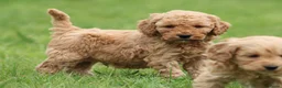 Cockapoo honden te koop: Knappe Cockapoo pups. - Advertentie 19