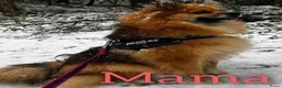 Pomchi honden te koop: 2 mooie pomchi teefjes - Advertentie 6