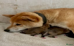 Shiba honden te koop: Shiba inu in Genk - Afbeelding 33