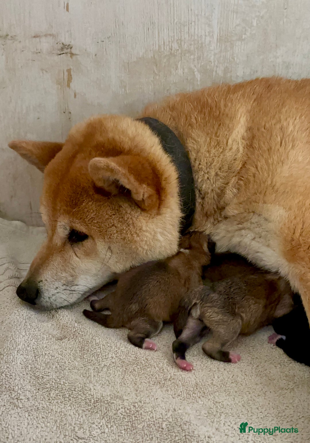 Shiba honden te koop: Shiba inu in Genk - Afbeelding 33