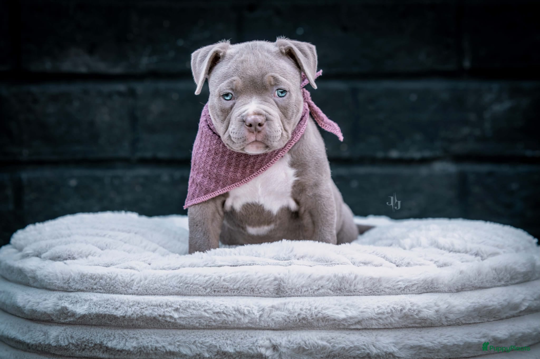 Amerikaanse Bully honden amerikaanse pocket bully's - Advertentie 1