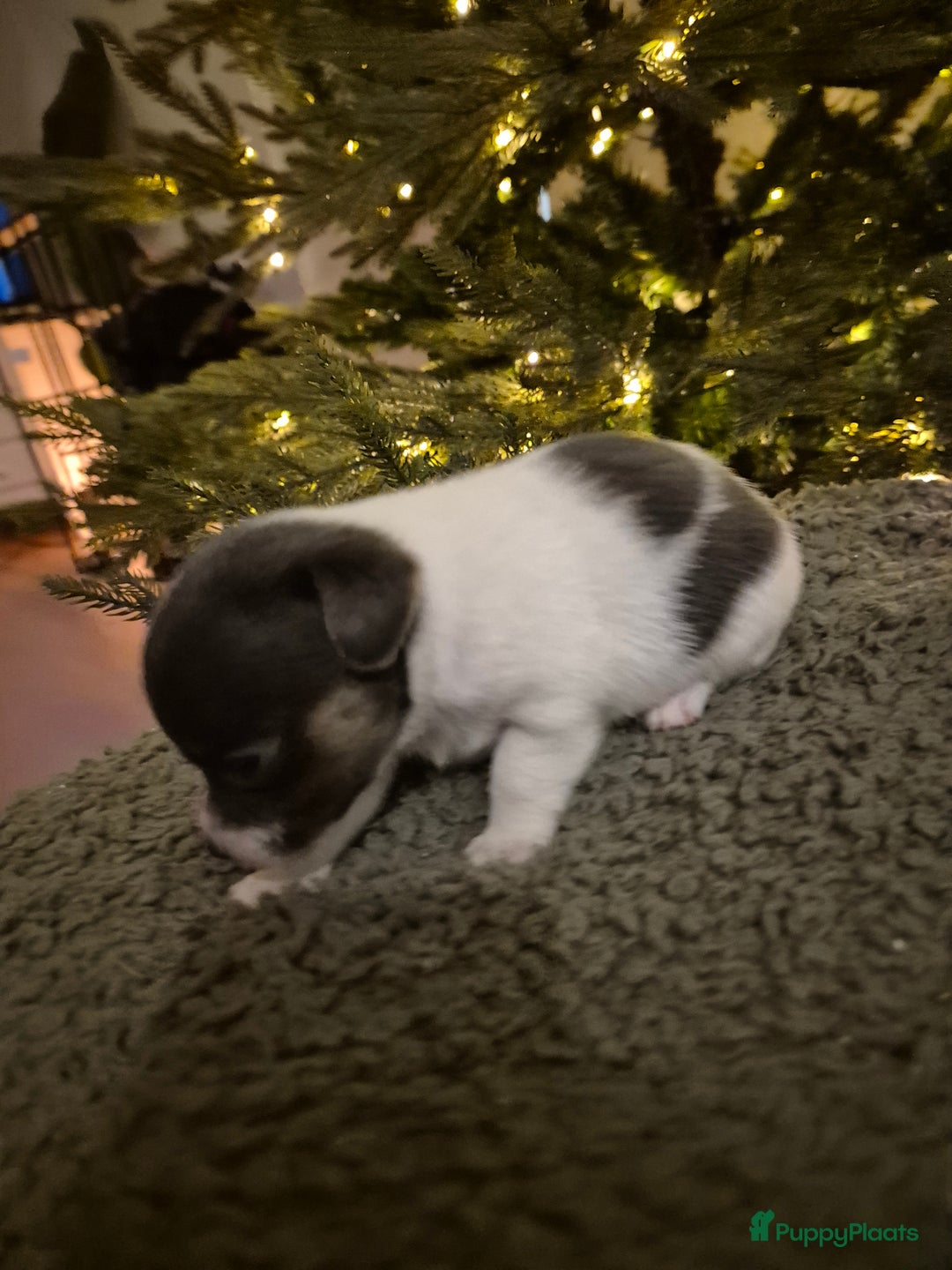 Jack Russel Terriër honden te koop: Nog 3 mooie jack Russell pups te koop - Advertentie 5