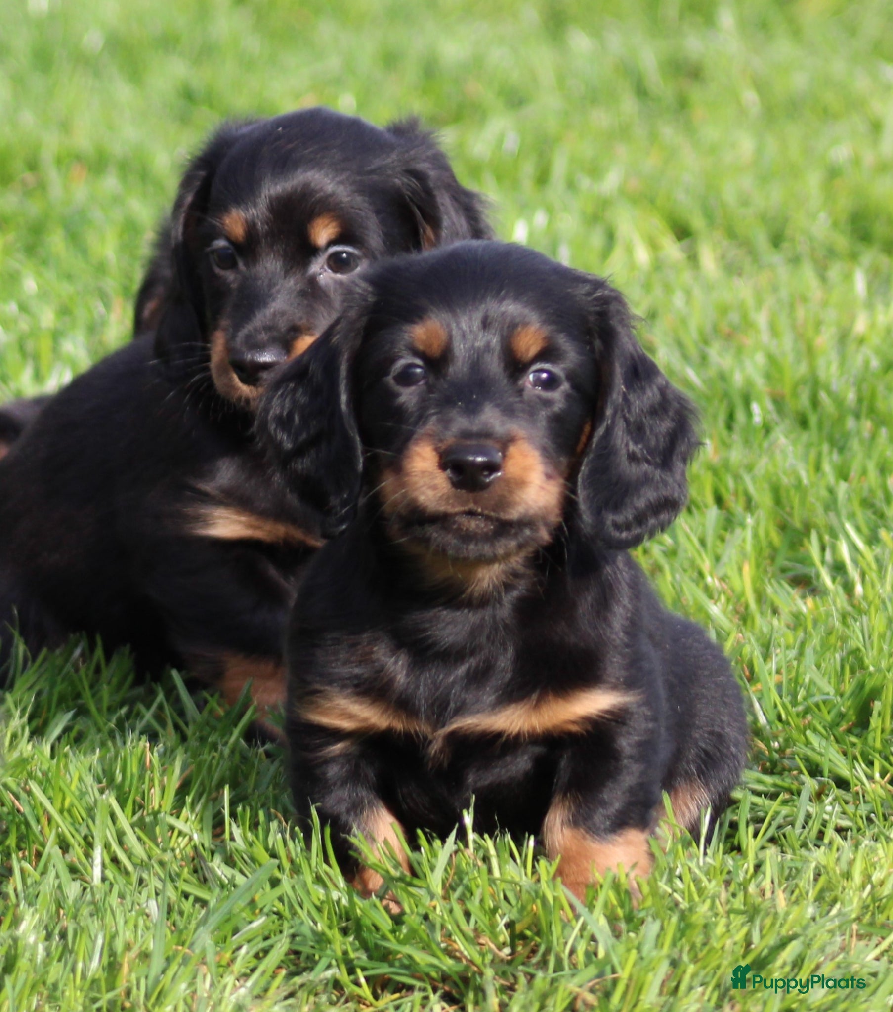 Teckel (langhaar) honden Teckel pups Black& tan langhaar - Advertentie 1