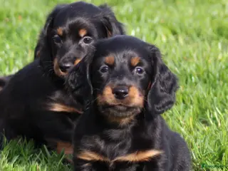 Teckel (langhaar) honden Teckel pups Black& tan langhaar - Advertentie 1