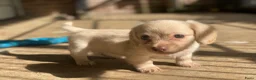 Teckel (langhaar) honden te koop: Langharige kleurrijke teckel pups blond/cream - Advertentie 8