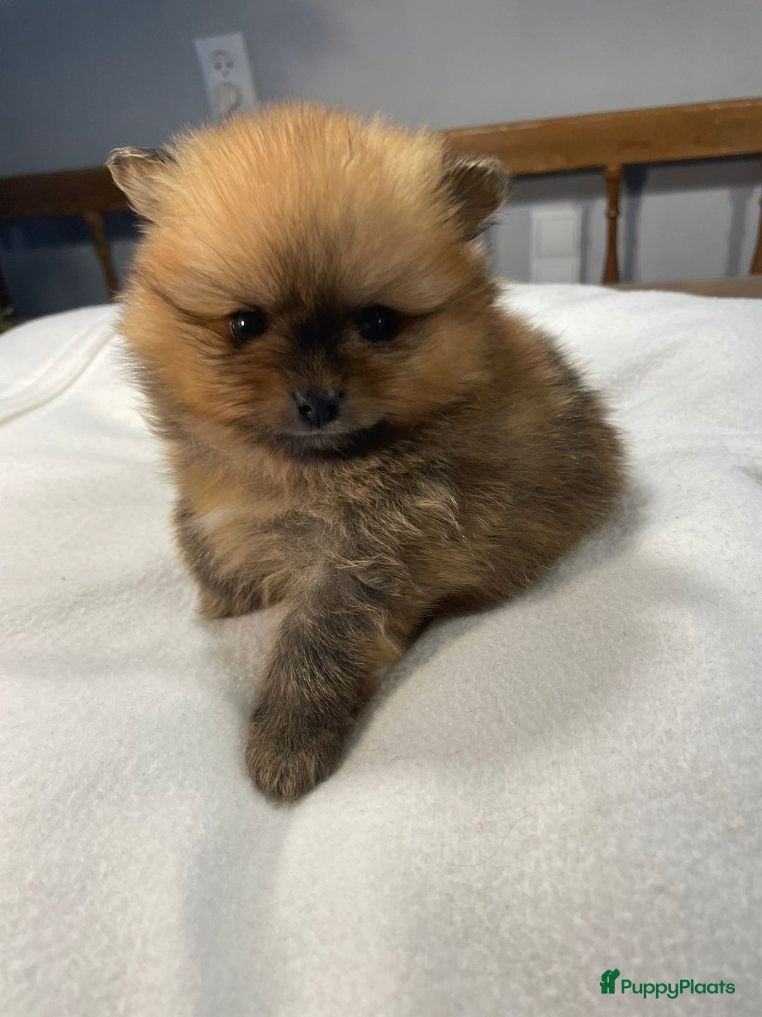 Pomeriaan honden te koop: 3 schattige Pomeriaan pups orange sable 5 wk - Advertentie 8