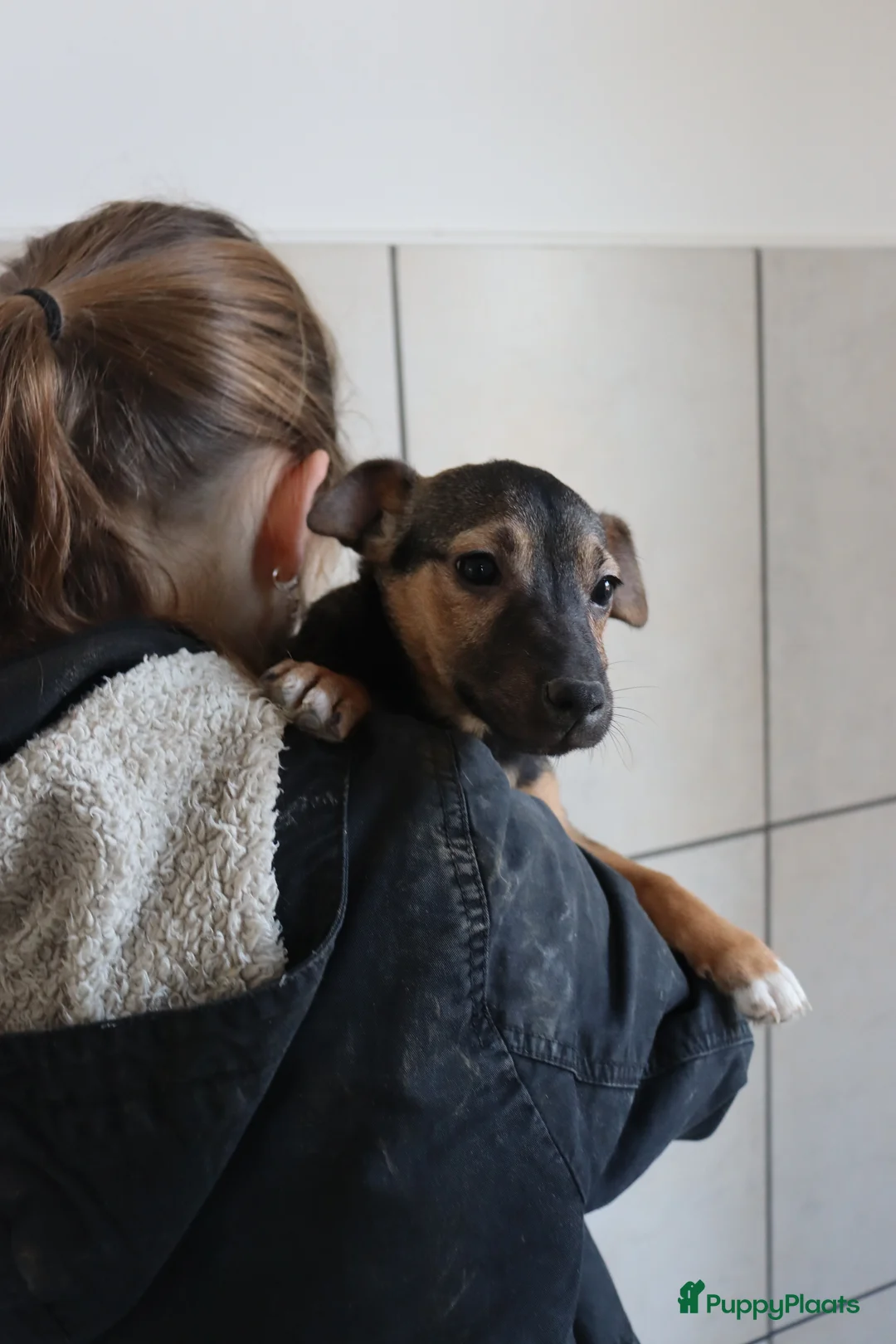 Jack Russel Terriër honden te koop: Zeer lieve en mooie jack russels te koop - Advertentie 17