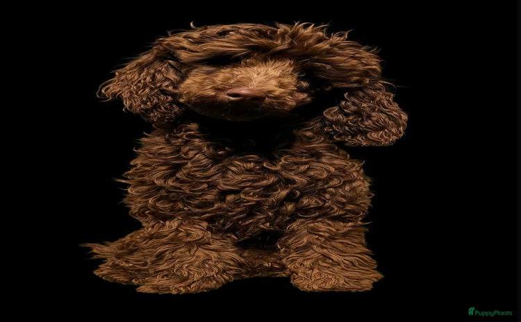 Poedel Toy honden mooi chocobruine toypoedel dekreu in Budel - Advertentie 11