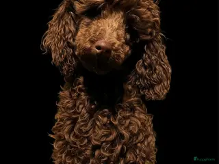 Poedel Toy honden mooi chocobruine toypoedel dekreu in Budel - Advertentie 23