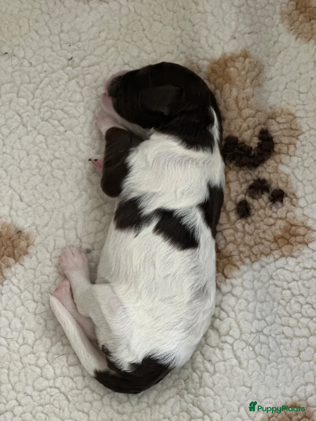 Kruising honden te koop: Nestje met Sproodle / Springerdoodle pups  - Advertentie 17