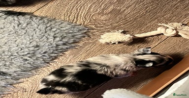 Chihuahua honden - Advertentie 6