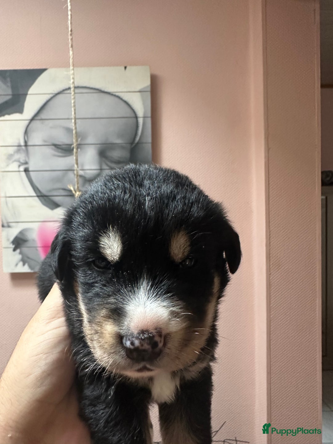Kruising honden te koop: Super lieve bernsky puppy’s - Afbeelding 7