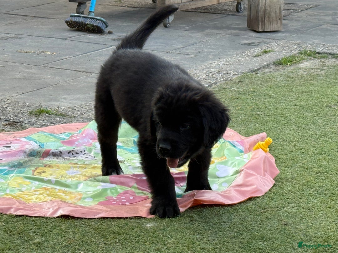 Kruising honden te koop: Newfoundlander Kruising pups  - Afbeelding 8