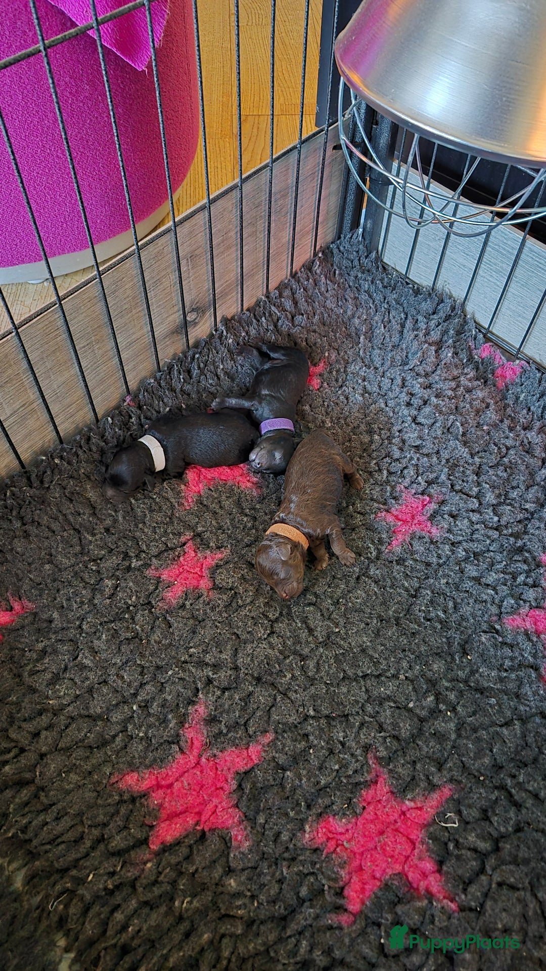 Poedel Toy honden te koop: Prachtige toypoedel pups teefjes - Advertentie 5