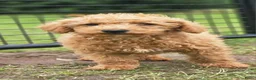 Kruising honden te koop: Mini labradoodle x maltipoo - Advertentie 3