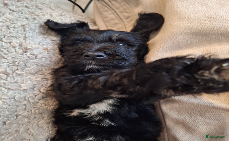 Bernedoodle honden - Advertentie 1