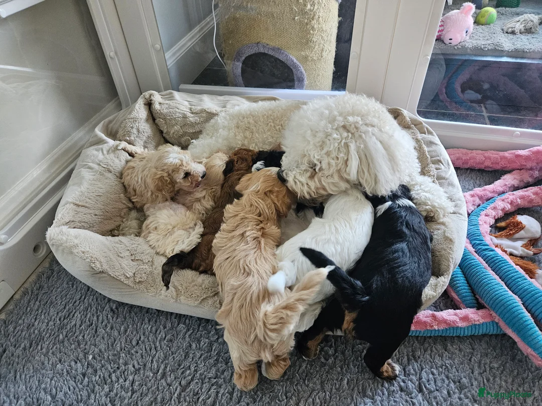 Kruising honden te koop: Lieve labradoodle / maltipoo pups in Zundert - Advertentie 2