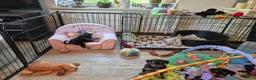 Kruising honden te koop: Prachtige Griffonshires - Advertentie 18