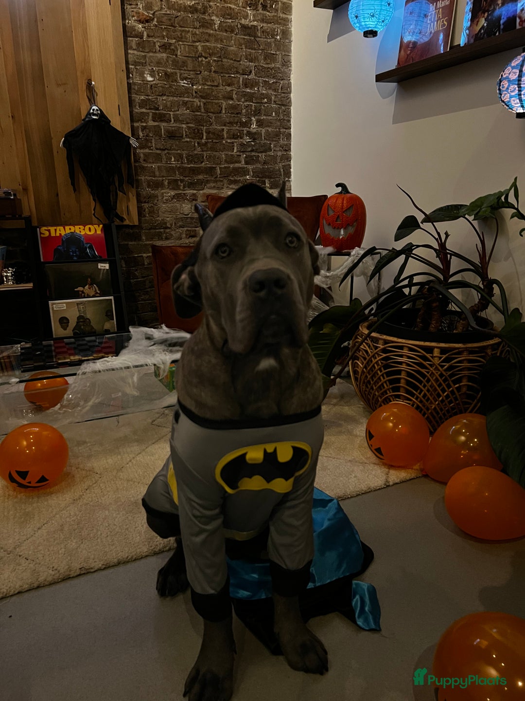 Cane Corso honden te koop: 9 month male Cane Corso w/Pedigree - Advertentie 6
