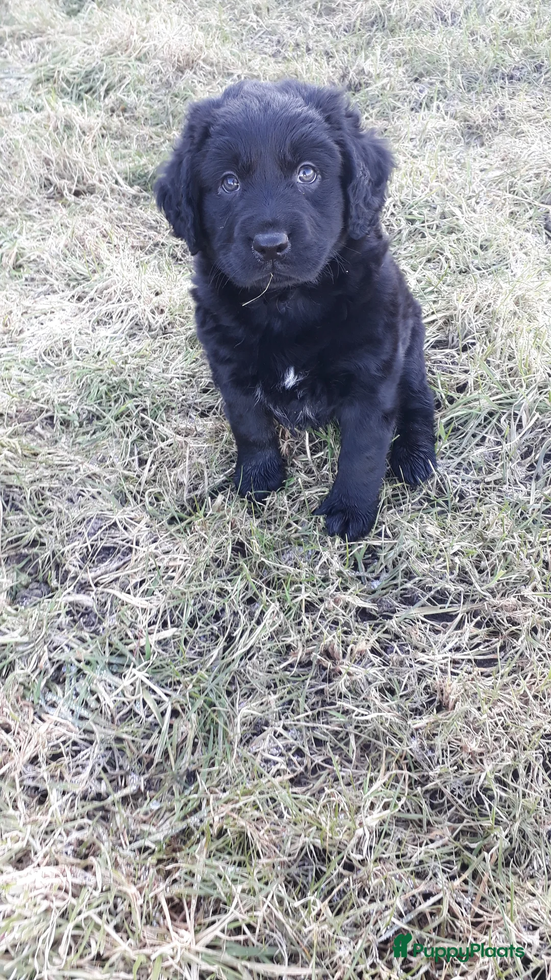 Kruising honden te koop: Enthousiaste Labrador X Friese Stabij pups - Advertentie 18