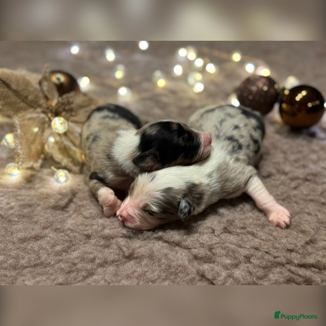 Australian Shepherd honden te koop: Prachtig nestje raszuivere Australian Shepherds - Advertentie 7