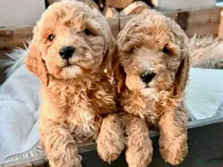 Labradoodle honden Labradoodle - Advertentie 4