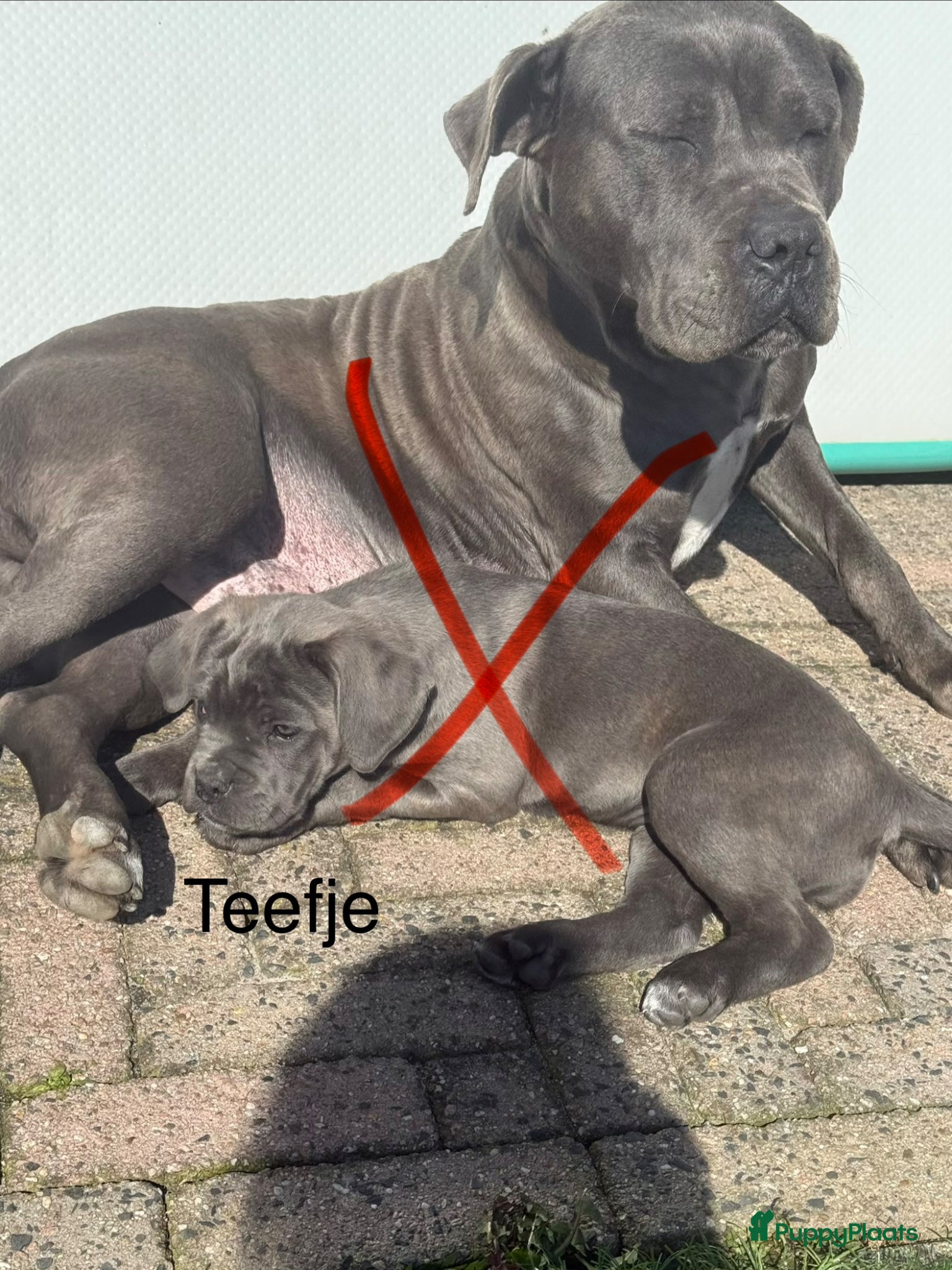 Cane Corso honden 4 lieve cane corso pups zoeken gouden mandje - Advertentie 1