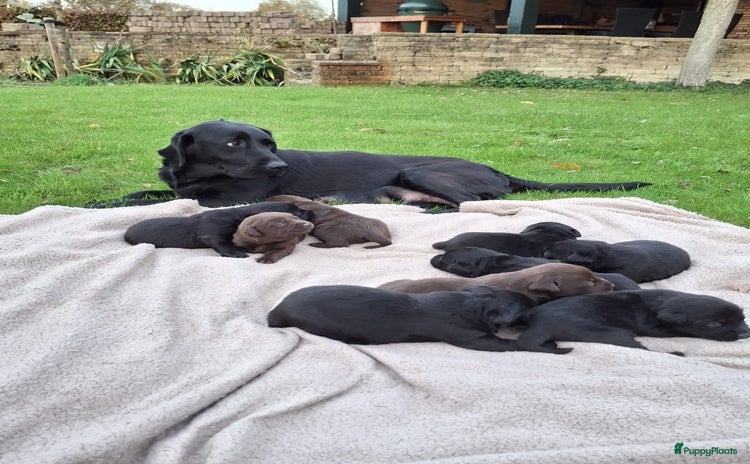 Labrador Retriever honden - Advertentie 2