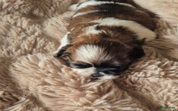 Shih Tzu honden te koop: Shih tzu pups  in Espel - Afbeelding 12